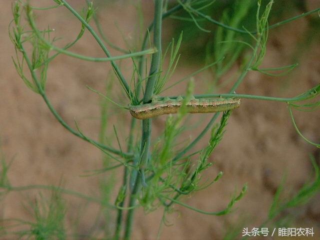 “青虫”很难治，这三种方法最有效8