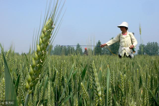 5月上中旬，小麦要高产还需怎么样管理？选择什么药剂？