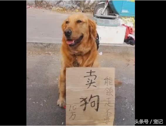 金毛寻回犬的价格