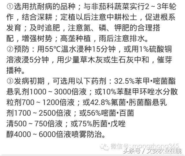 辣椒19种病害图谱及防治方法9