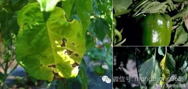 辣椒19种病害图谱及防治方法22