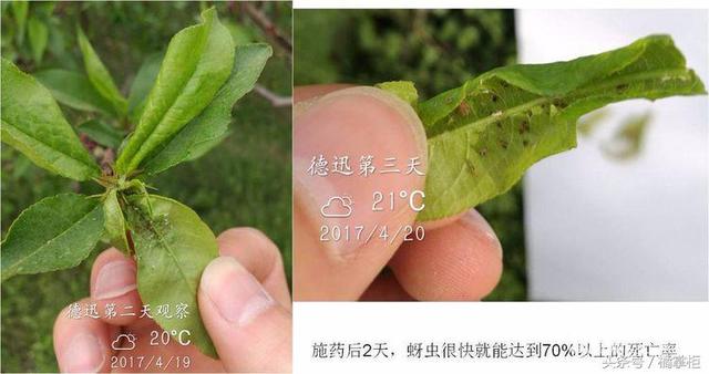 德迅（40%丁硫克百威悬浮剂）防治桃蚜试验报告3