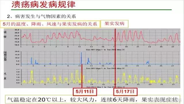 果农注意了，近期柑橘溃疡病大爆发！9