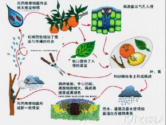 柑橘溃疡病综合防治技术及常用药剂详细分析，太全了！22