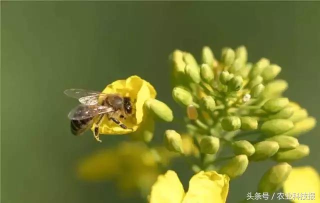 除了赏花和榨油，油菜花竟然还有这么多功能！3