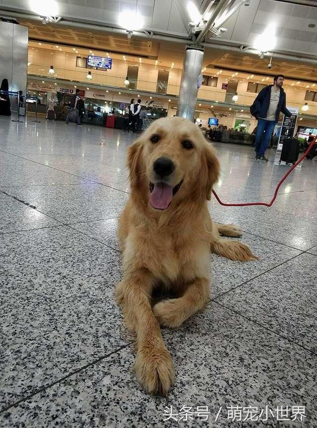 黄金猎犬