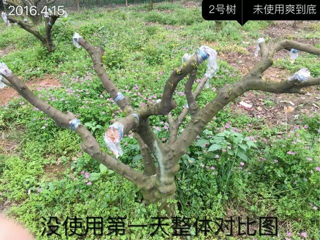 含腐植酸+海藻肥料促进柑橘发芽、壮梢效果，用与不用差别很大2