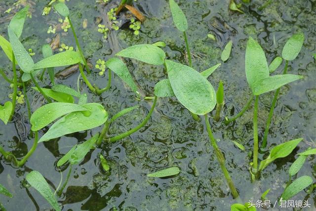 湖北宜昌：农民种植水稻，稻田长满鸭舌草！会对水稻造成减产吗？4