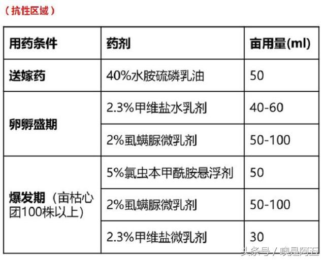 对于水稻二化螟和三化螟我们都有误区，科学认识水稻钻心虫9