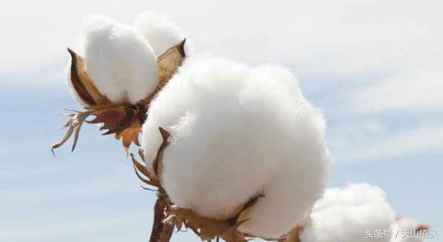啶虫脒在棉花上的应用：防治棉蚜和绿盲蝽