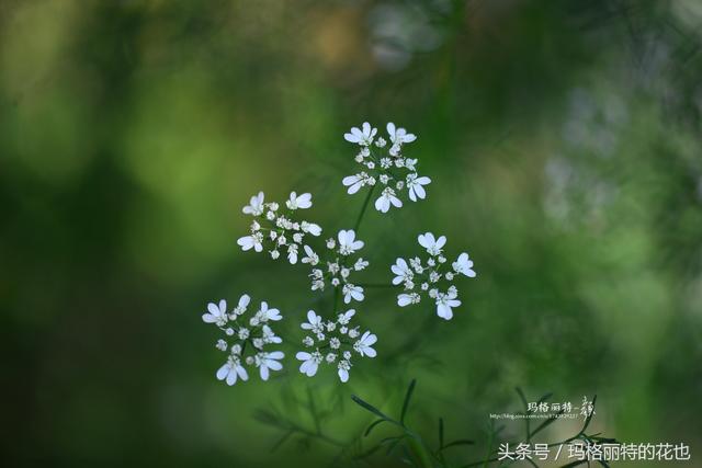植物美图~ 你注意过吗？芫荽（香菜）的花竟然这么好看！