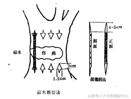 猕猴桃“桥接”技术，让树干冻坏的果树起死回生！5