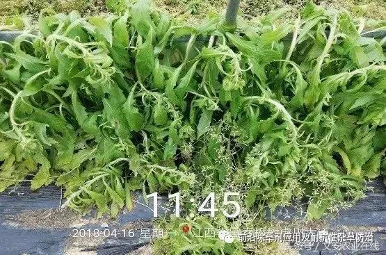 双氟磺草胺防除抗性小飞蓬探索5