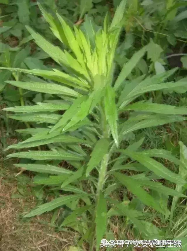 双氟磺草胺防除抗性小飞蓬探索2