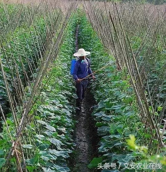 氟虫双酰胺与氯虫苯甲酰胺的区别