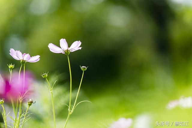 格桑花波斯菊