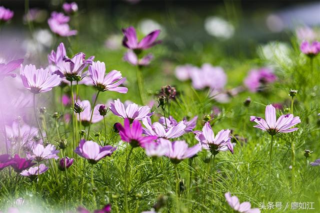 格桑花波斯菊