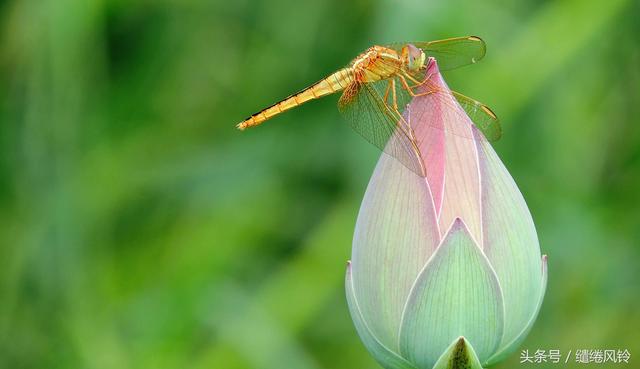 小池古诗译文和赏析，什么才露尖尖角早有蜻蜓立上头杨万里小池？