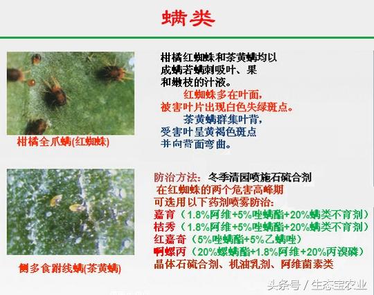 9种沃柑病虫害以及防治方法2