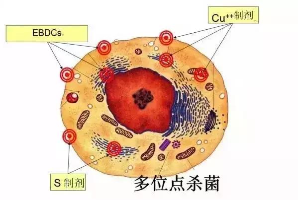 葡萄上用好铜制剂好处多！