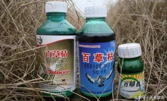 用3瓶就罚了3000元？百草枯被禁后，有什么方法的除草效果更好？2