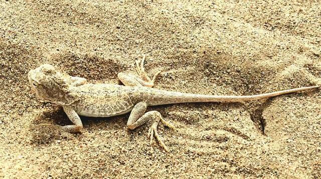 由于它们的头部是圆形的,所以也有人称它们是蟾头蜥,当地人一般把它们