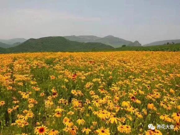 菊花的品种