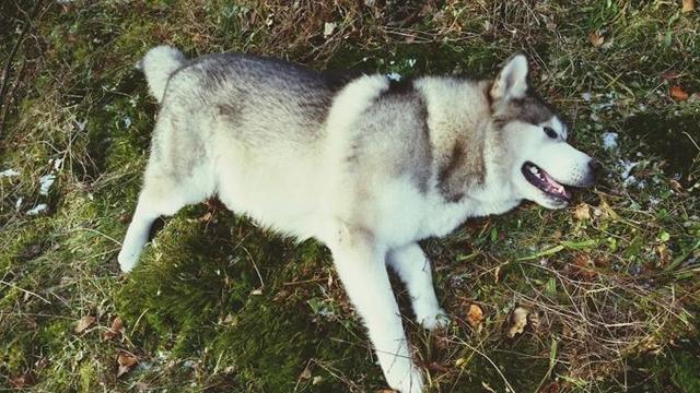 阿拉斯加雪橇犬性格