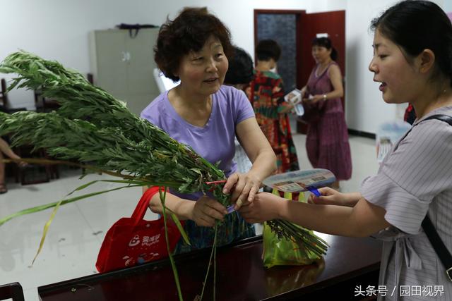 艾蒿是什么