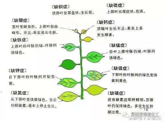 三天黄变绿—作物小叶、黄叶、失绿、畸形果裂果解决方案来了1