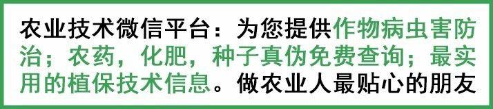 线虫症状不明显无法辨别？因为你没有掌握这些方法！