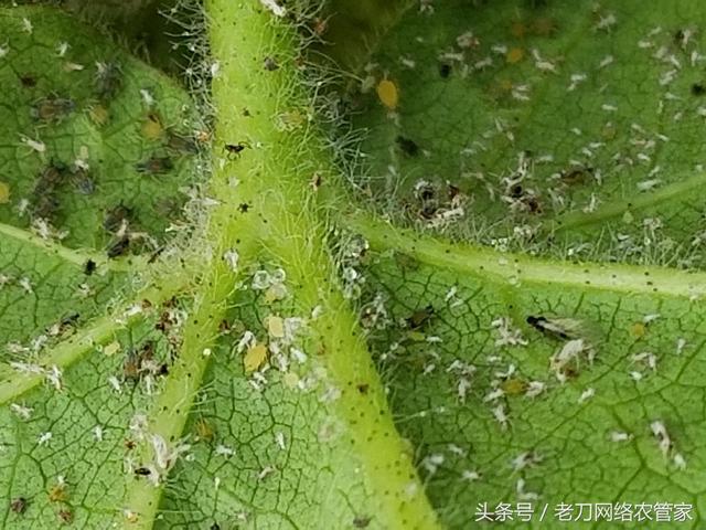 棉花蚜虫，怎么就这么难灭？棉花蚜虫怎么防治1