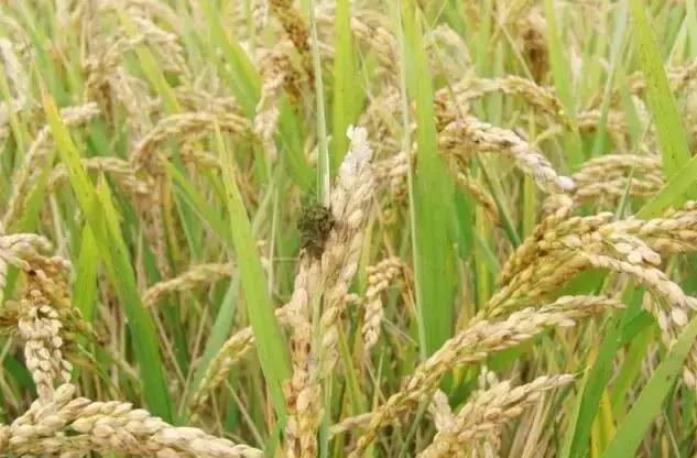 最新整理水稻病害与防御措施+高清图谱！1
