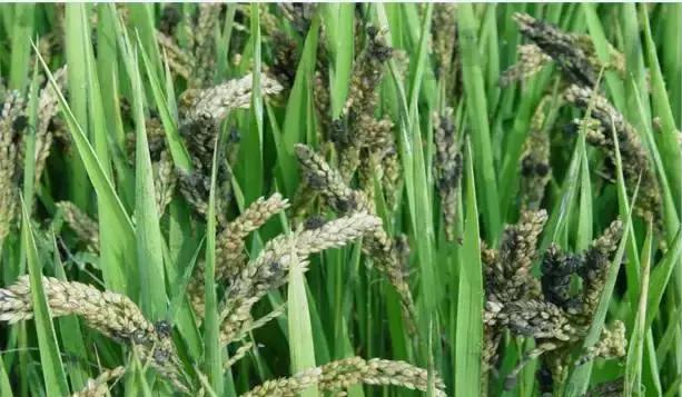 最新整理水稻病害与防御措施+高清图谱！2