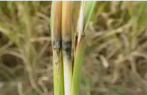 最新整理水稻病害与防御措施+高清图谱！10