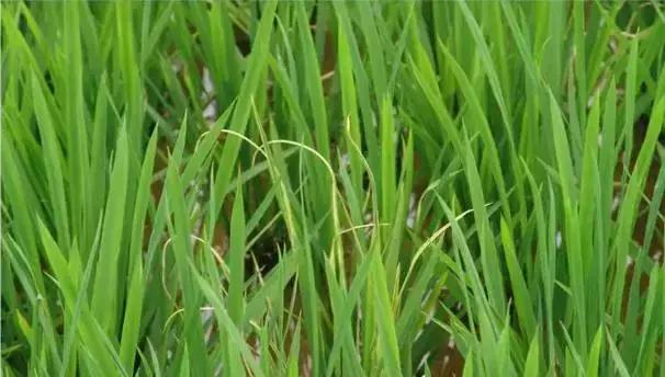 最新整理水稻病害与防御措施+高清图谱！13