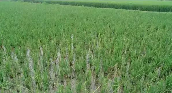 最新整理水稻病害与防御措施+高清图谱！14