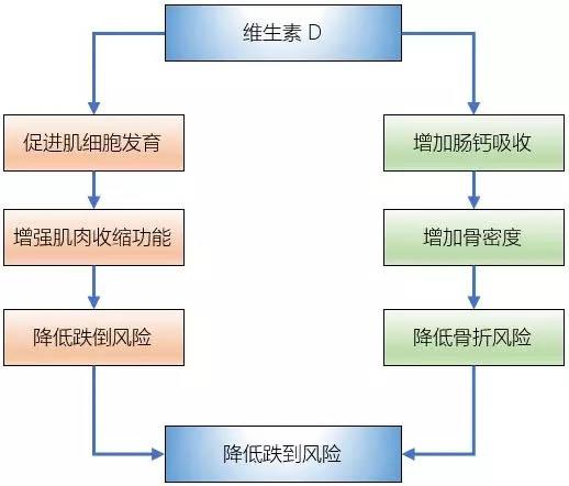 维生素d的作用及功能