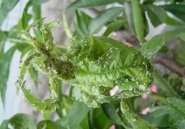 这几种害虫抗药性很强，怎么用药才能防？介绍几个混配药方！1