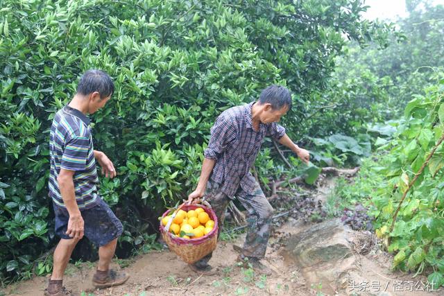 湖北秭归：夏橙上市，农民冒雨日夜采收，一年的辛苦3天回收3