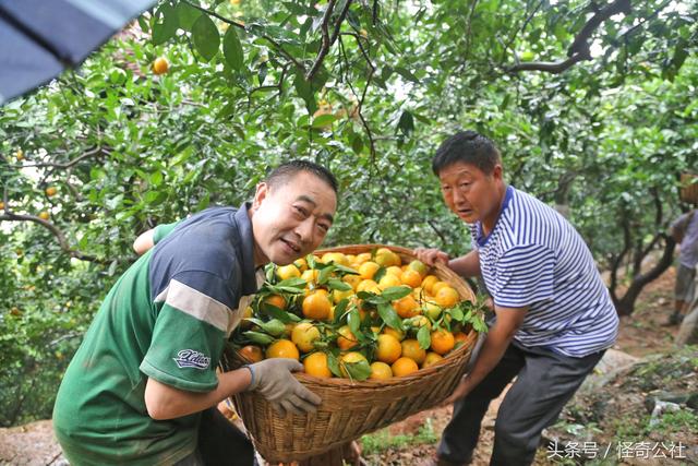 湖北秭归：夏橙上市，农民冒雨日夜采收，一年的辛苦3天回收5