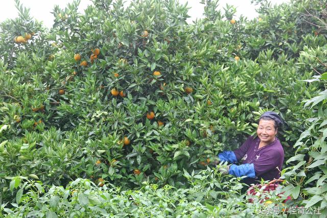 湖北秭归：夏橙上市，农民冒雨日夜采收，一年的辛苦3天回收7