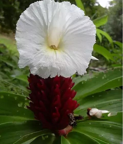 世界上的奇花异草(最全200种奇花异草)