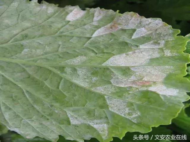 19种常见保护性杀菌剂介绍及使用方法，用过10种才算行家