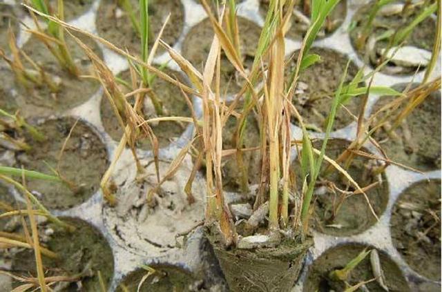 水稻立枯病的发生原因有哪些？该如何进行预防和防治？