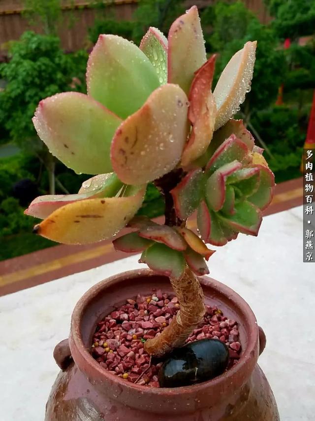 黑夜追风
