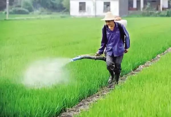 用吡嘧磺隆防治稻田杂草，这些事项要知道！