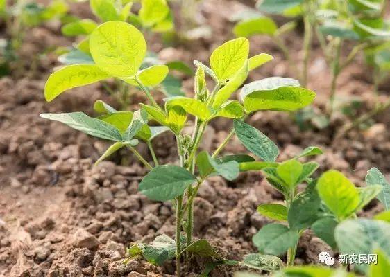 大豆除草知识大全4