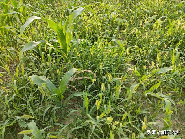 玉米田三个最佳除草期，用这三个配方，一遍就能将杂草除干净