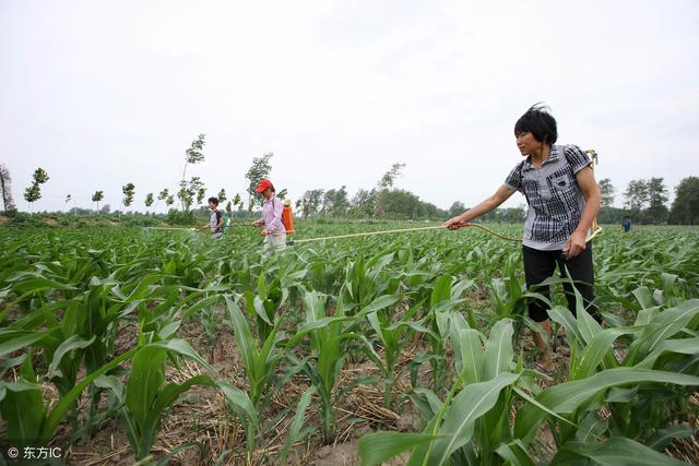 农民种庄稼喷打除草剂，上午打和下午打哪个好？该如何选择？